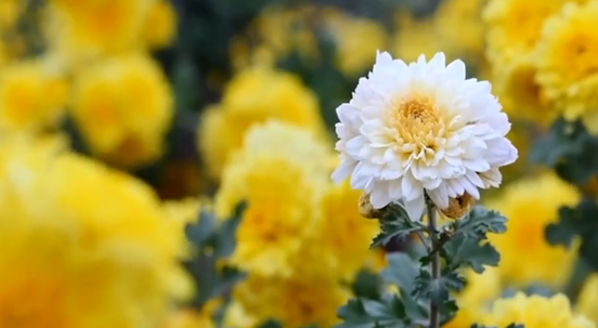 【视频】夏花，扎根于挚爱的热土