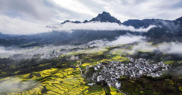 跟着镜头品诗词 | 金黄灿灿染三春