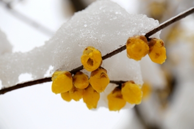 【镜头】雪却输梅一段香