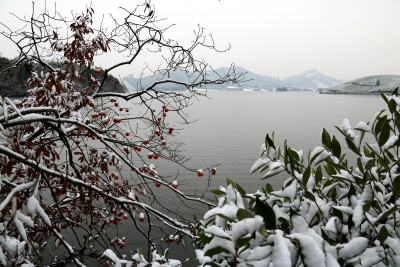 镜头︱春雪满空来 触处似花开