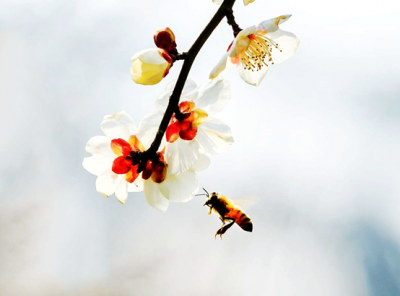 镜头︱暗香涌动报春归
