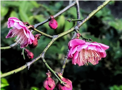 镜头｜又是一年花探春  追梦征程踏诗行