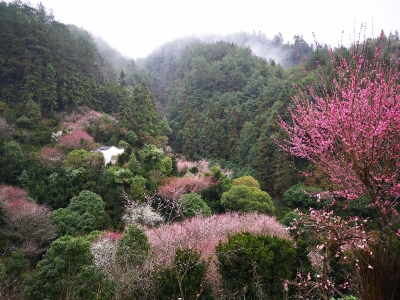 镜头｜踏入春的视野