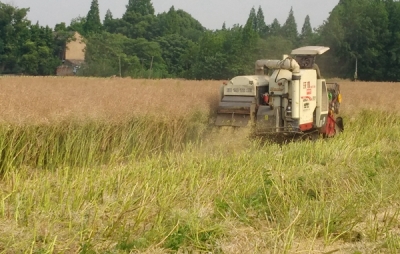 芜湖县：靠前监督 保障粮油增产丰收