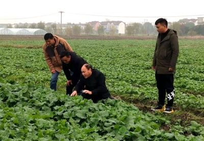 芜湖湾沚：“走访式”监督 全力护航春耕备耕