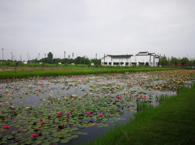 芜湖湾沚：三项监督助力“河清岸绿”好生态