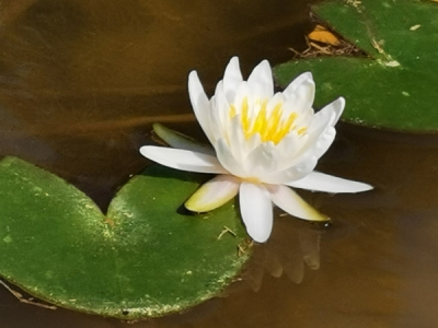 六安裕安：明月清风颂廉洁 摄影作品展风貌