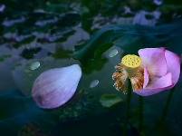 【镜头】离离暑云散 袅袅凉风起