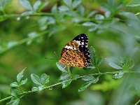 【镜头】离离暑云散 袅袅凉风起