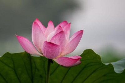 【廉史今读】“莲”与“廉”