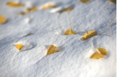 【镜头】梨园冬雪