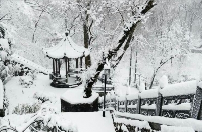 【镜头】暮雪飞花 枝上雪堆