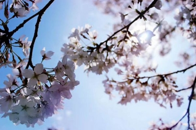 【镜头】一花一世界