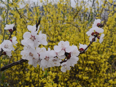 【镜头】花开满坡精神爽
