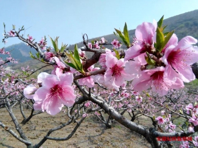 【镜头】花遍山野春烂漫