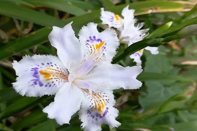 【镜头】万卉春风度 繁花夏景长