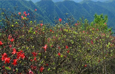 【镜头】勇攀高峰看花海