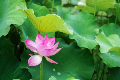 【镜头】夏日荷花