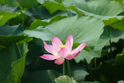 【镜头】夏至已至，幸福如约