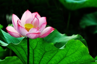 【镜头】夏至荷花正开时