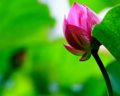 【镜头】看取莲花净 应知不染心