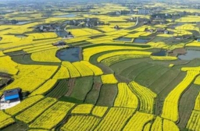 习近平：把实施乡村振兴战略摆在优先位置 让乡村振兴成为全党全社会的共同行动