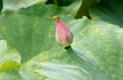 【镜头】诗情画意里的夏天