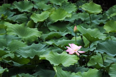 【镜头】莲花竟自洁