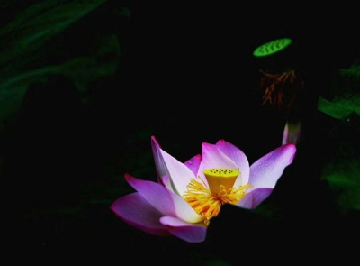 【镜头】莲花与莲蓬
