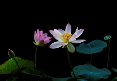 【镜头】接天莲叶无穷碧，映日荷花别样红