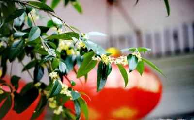 【镜头】又见一年桂花开 满街飘香满人怀