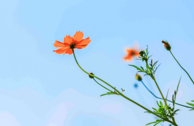 【镜头】秋日芳菲胜春朝