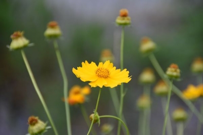 【镜头】时来花烂漫 风动锦绣香