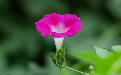 【镜头】勤劳的牵牛花