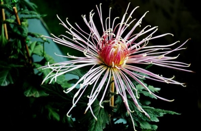 【镜头】不是花中偏爱菊 此花开尽更无花