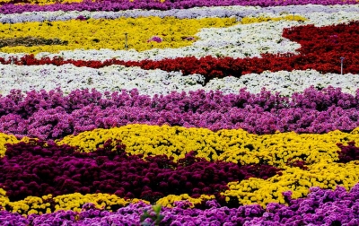 【镜头】滁菊傲霜展芳华