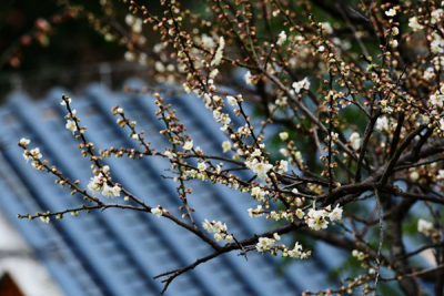 镜头 |梅花香自苦寒来