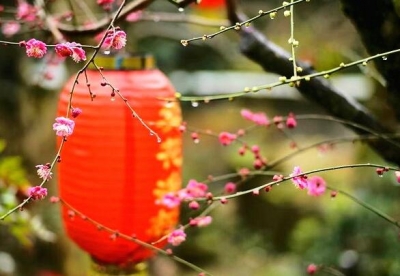 镜头｜梅绽余韵待春来