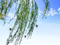 跟着镜头品诗词 | 金黄灿灿染三春