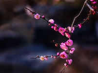 跟着镜头品诗词 | 金黄灿灿染三春