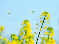 跟着镜头品诗词 | 金黄灿灿染三春