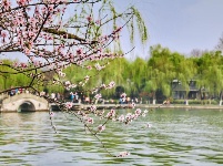 跟着镜头品诗词 | 金黄灿灿染三春