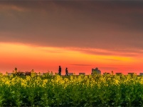 跟着镜头品诗词 | 金黄灿灿染三春