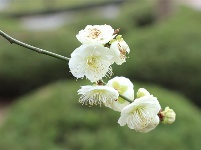 跟着镜头品诗词 | 金黄灿灿染三春