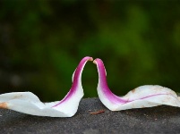 跟着镜头品诗词 | 金黄灿灿染三春