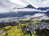 跟着镜头品诗词 | 金黄灿灿染三春