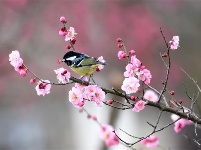 跟着镜头品诗词 | 金黄灿灿染三春