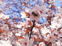 跟着镜头品诗词 | 金黄灿灿染三春