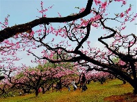 跟着镜头品诗词 | 金黄灿灿染三春