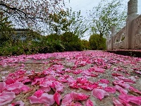 跟着镜头品诗词 | 金黄灿灿染三春